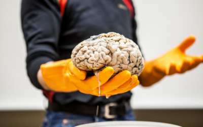 12 поведенческих триггеров в психологии продаж