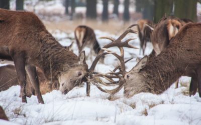 Нативная реклама vs контент-маркетинг