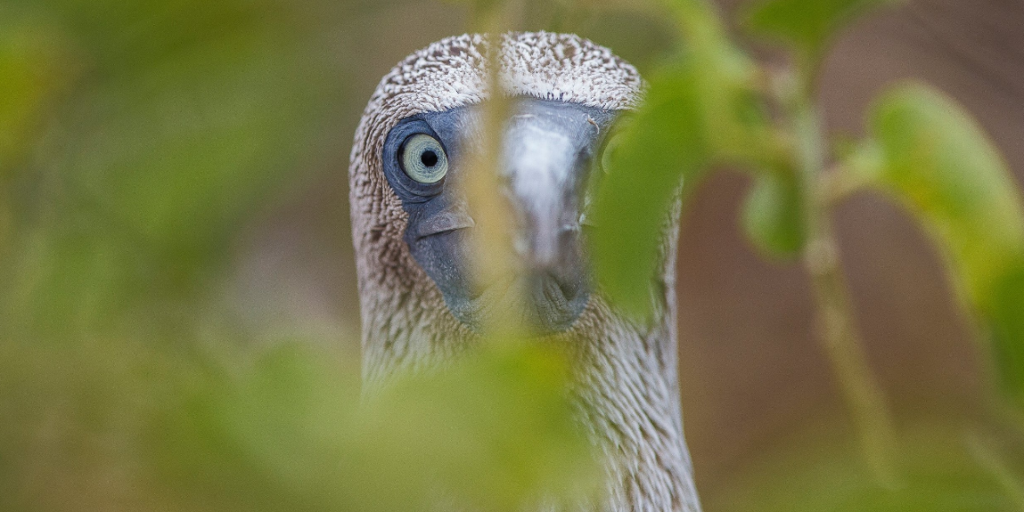 Охуевшая птица