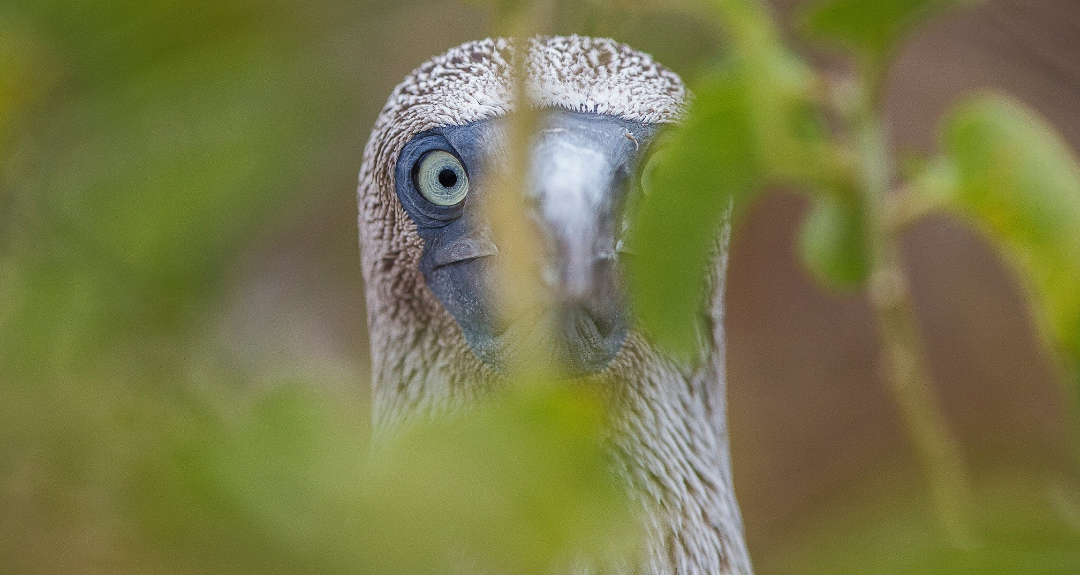 Охуевшая птица